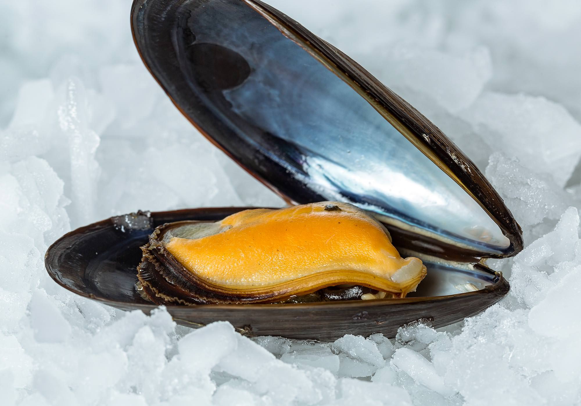 Blue Mussels